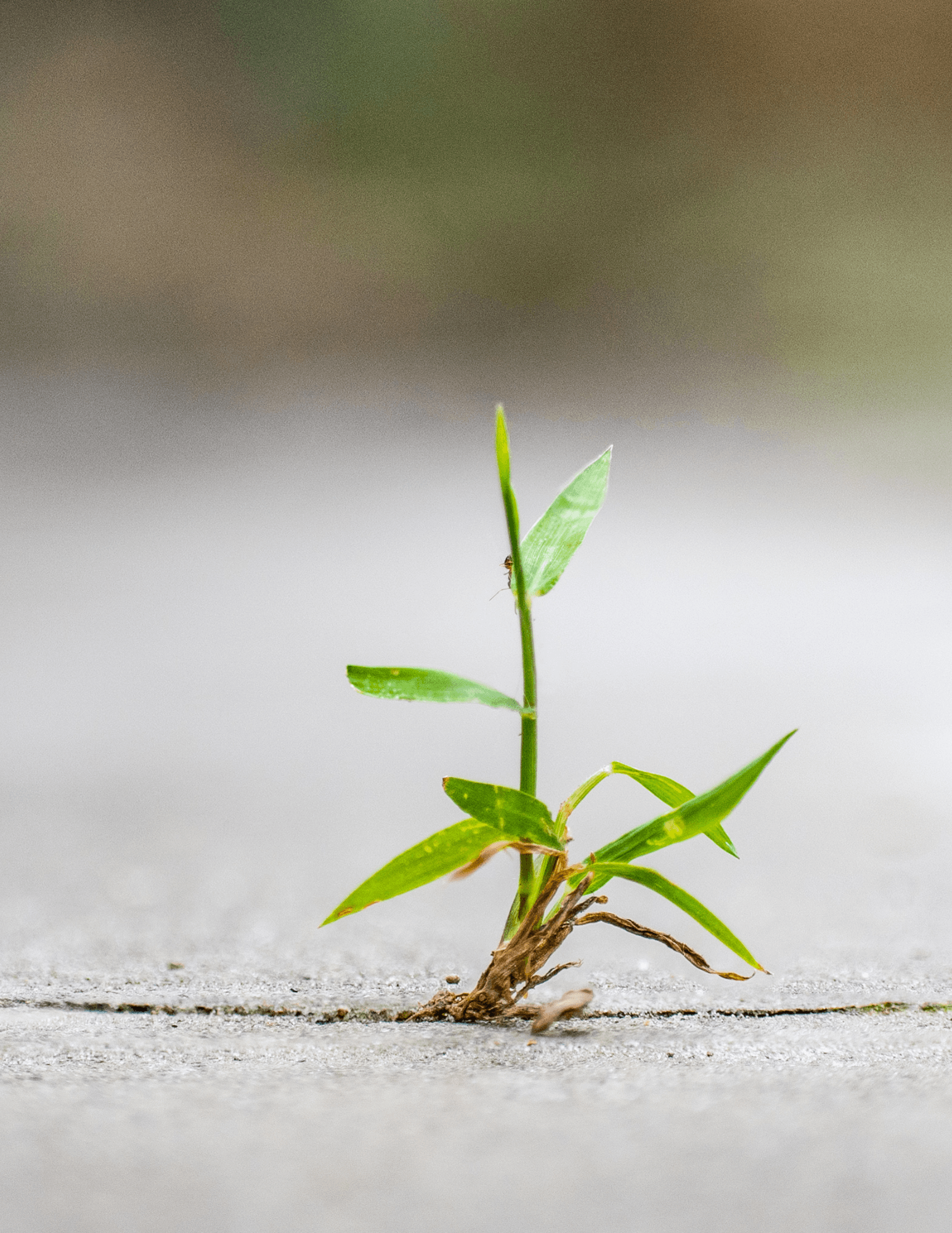 Resilience in hardship